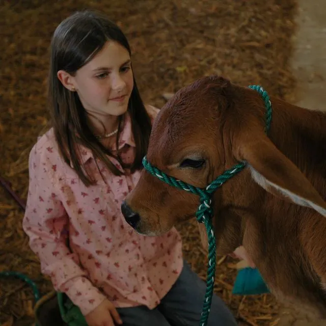 thumbnail for publication: Educational Opportunity for Showing Market Animals by Breed